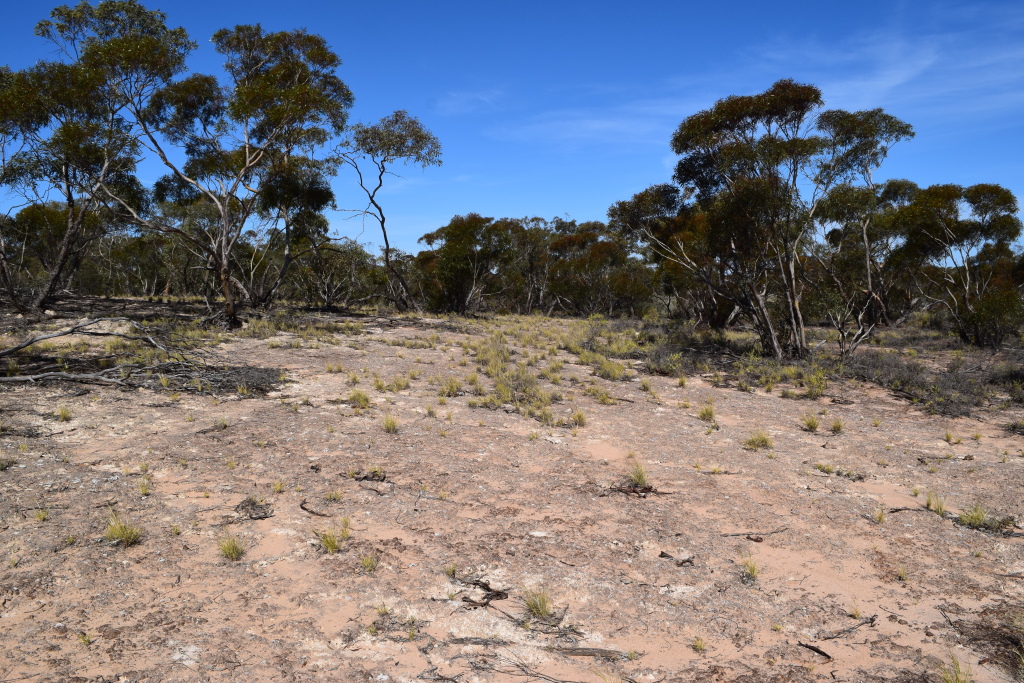 Austrostipa nullanulla (hero image)