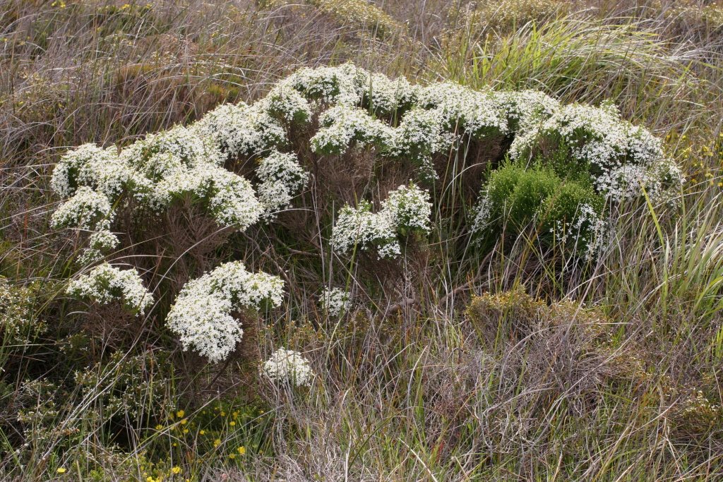 Olearia teretifolia (hero image)