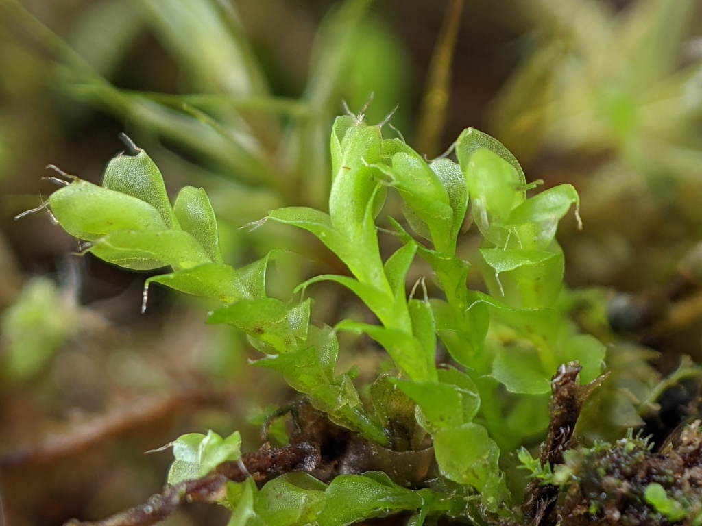 Pseudomarsupidium (hero image)