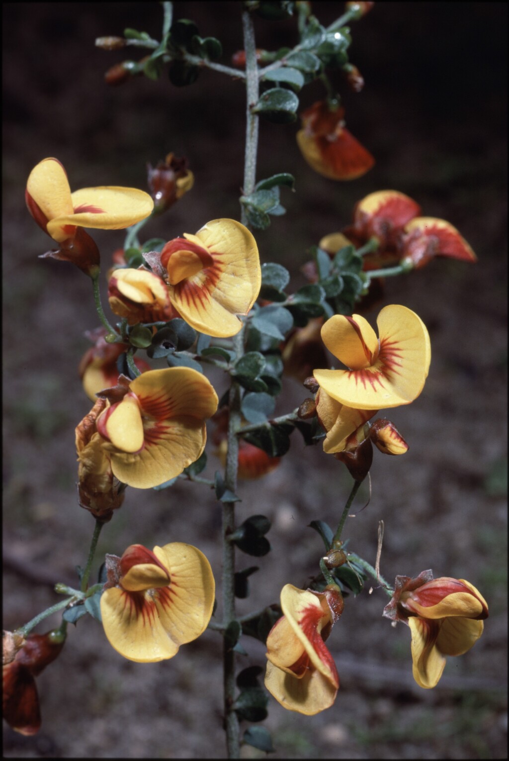 Pultenaea patellifolia (hero image)