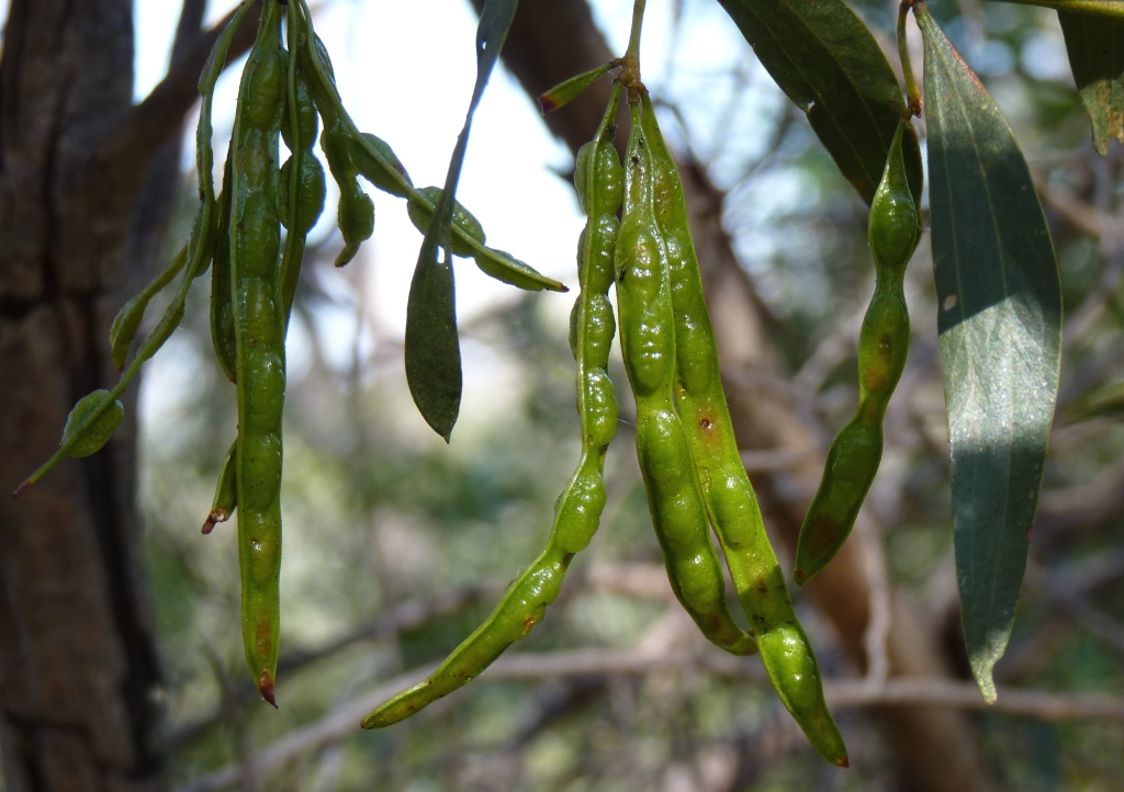 Acacia verniciflua (hero image)