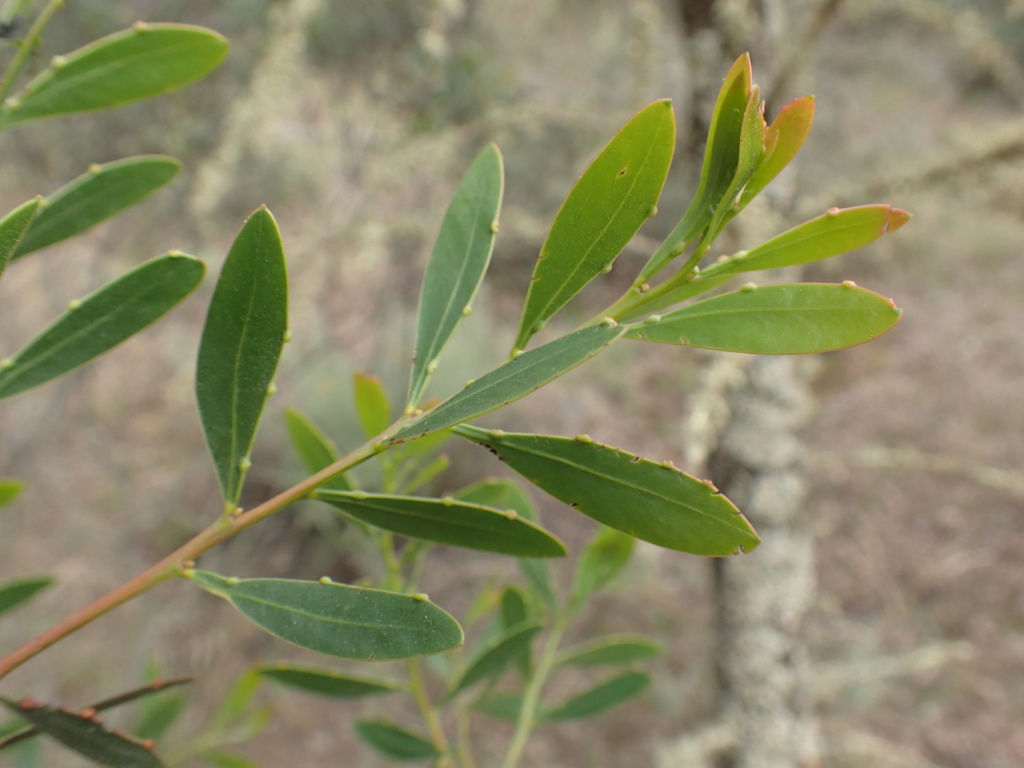 Acacia amoena (hero image)