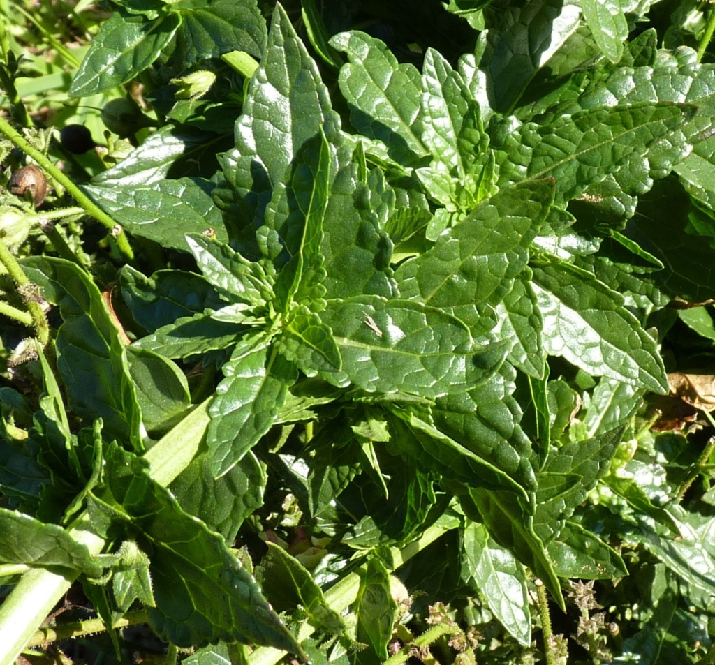 Verbascum blattaria (hero image)