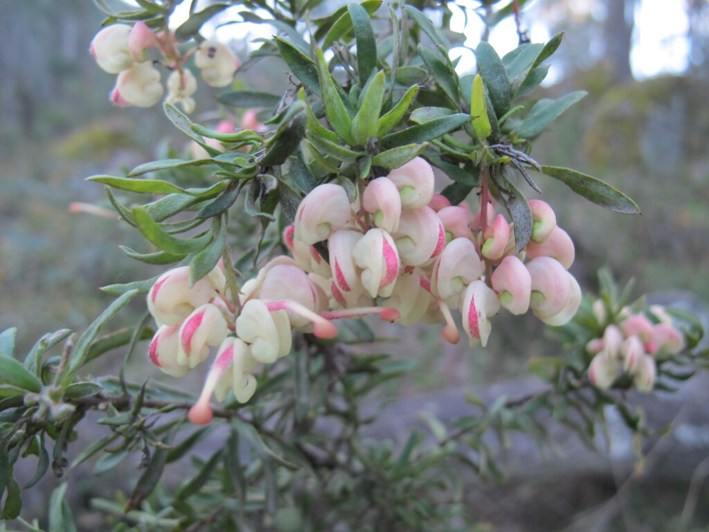 Grevillea lanigera (hero image)