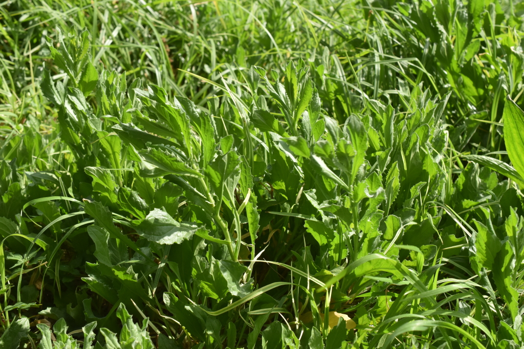 Lepidium draba (hero image)