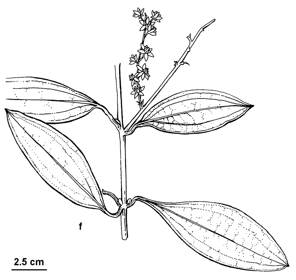 Ripogonaceae (hero image)