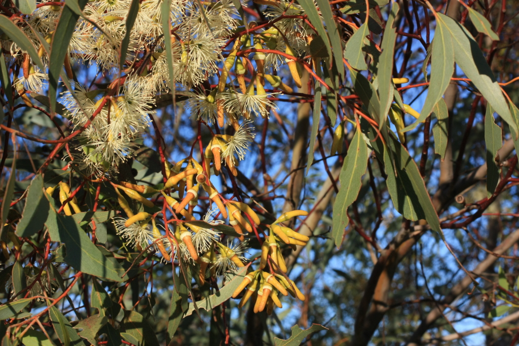 Eucalyptus astringens (hero image)