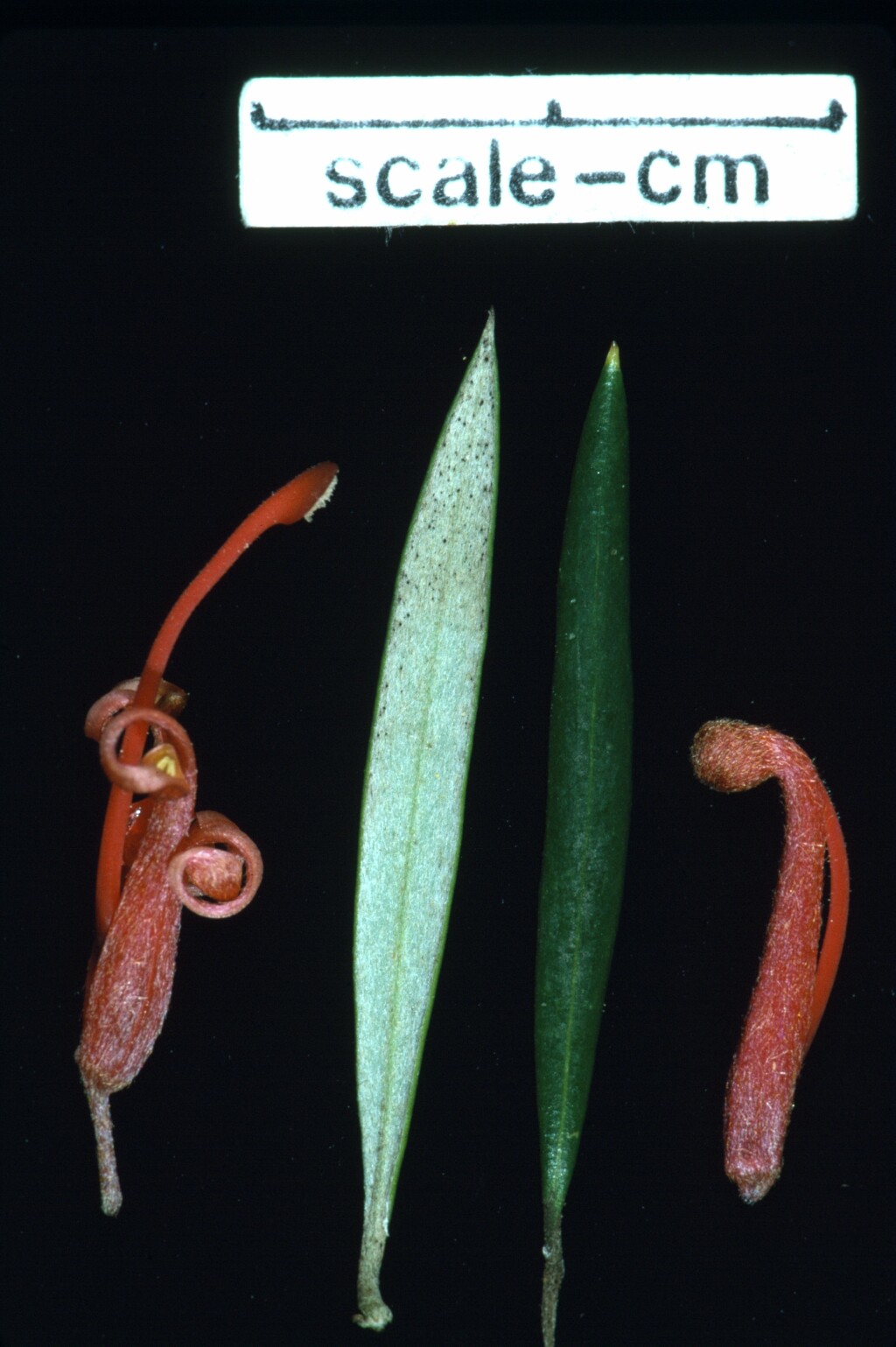 Grevillea 'Poorinda Constance' (hero image)