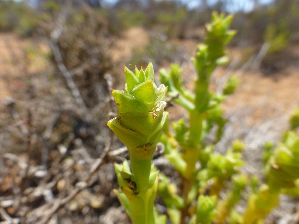 Tecticornia triandra (hero image)