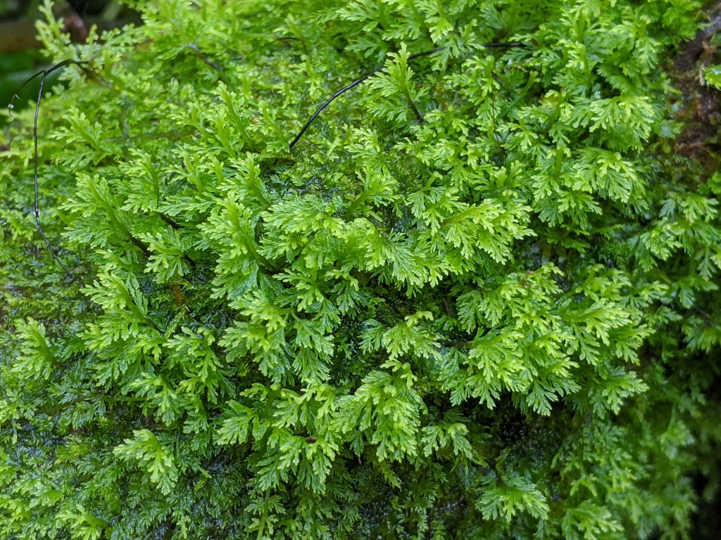 Riccardia eriocaula (hero image)