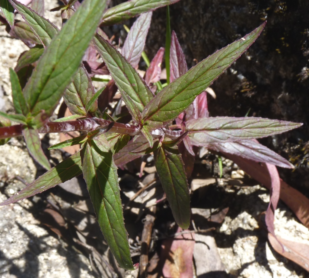 Epilobium ciliatum (hero image)