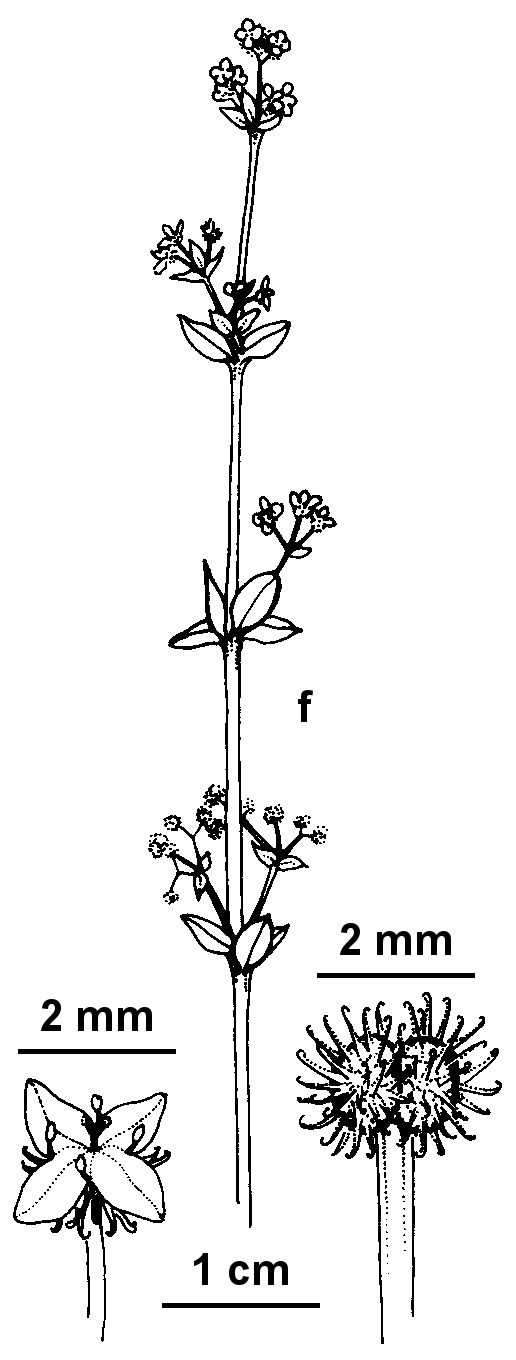 Galium australe (hero image)