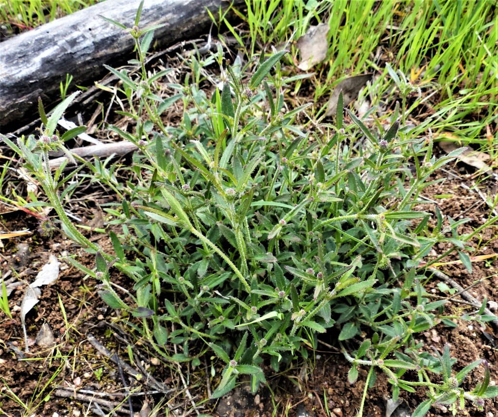 Opercularia varia (hero image)