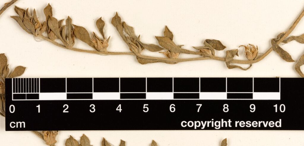 Aizoaceae (hero image)