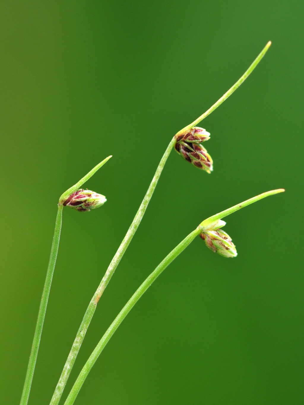 Isolepis sepulcralis (hero image)