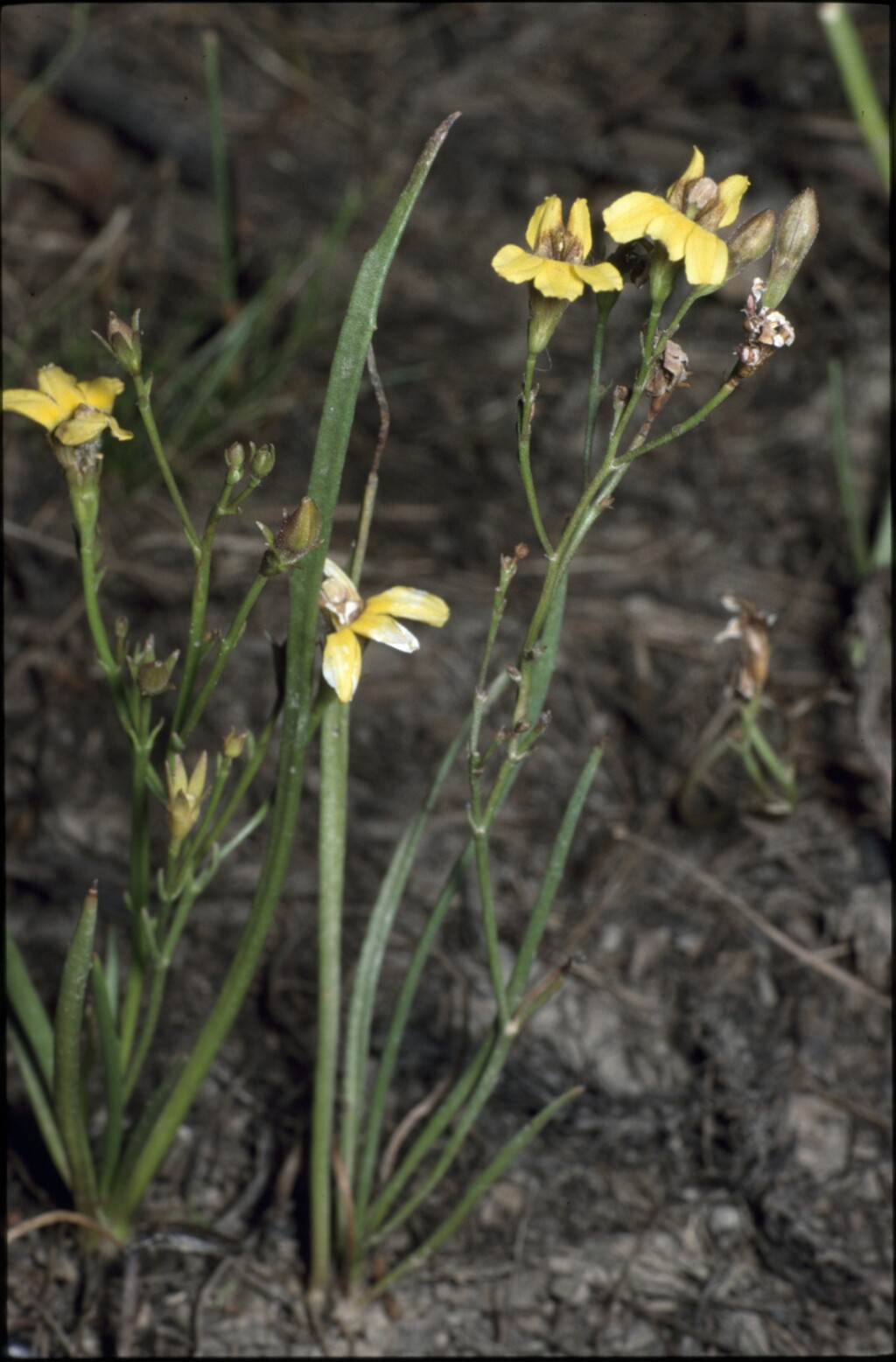 Goodenia gracilis (hero image)