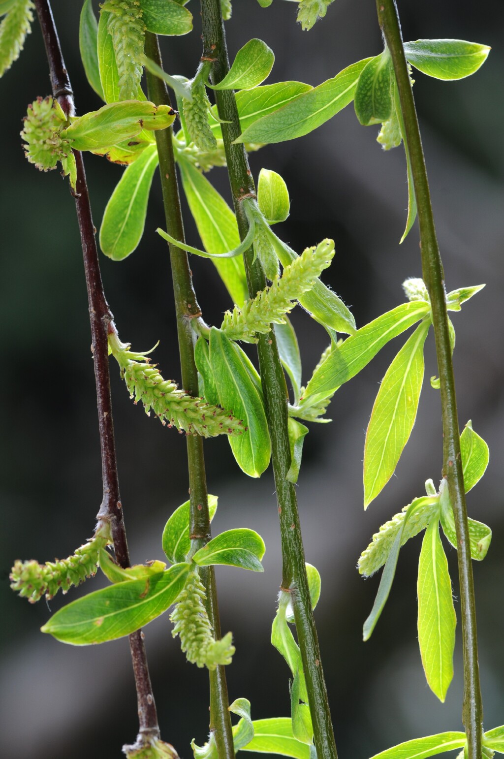 Salix babylonica (hero image)