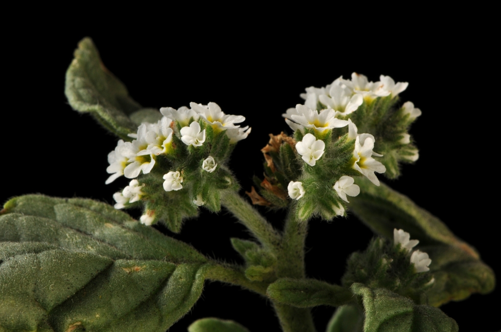 Heliotropium europaeum (hero image)