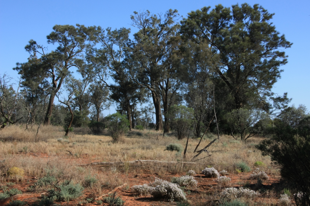 Casuarina (hero image)