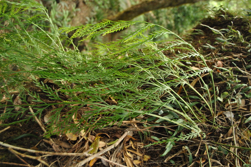 Asplenium flaccidum subsp. flaccidum (hero image)