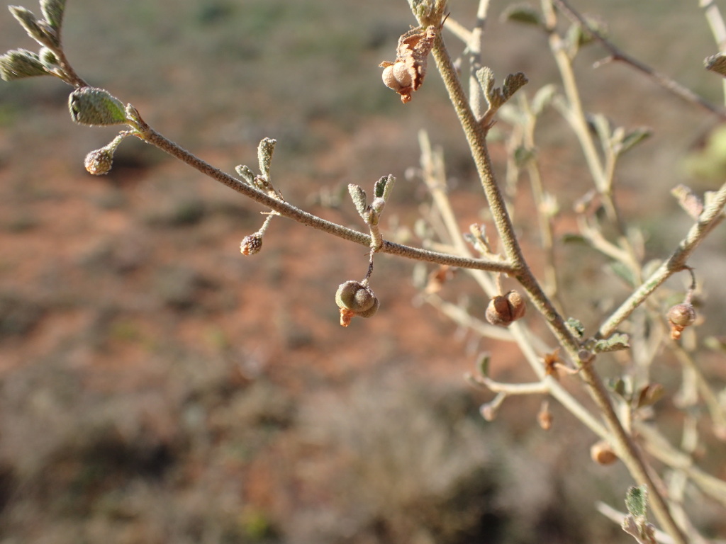 Sida intricata (hero image)