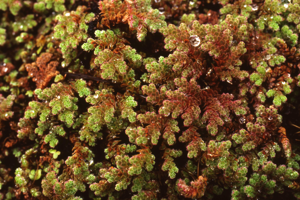 Azolla rubra (hero image)