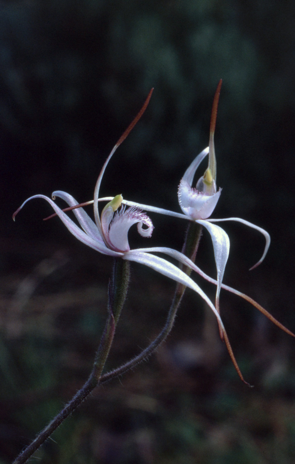 Caladenia thysanochila (hero image)