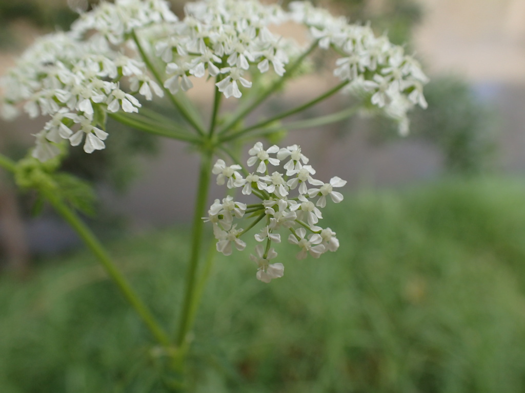 Conium maculatum (hero image)