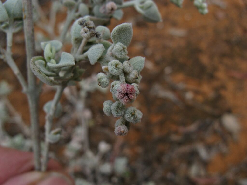 Chenopodium curvispicatum (hero image)