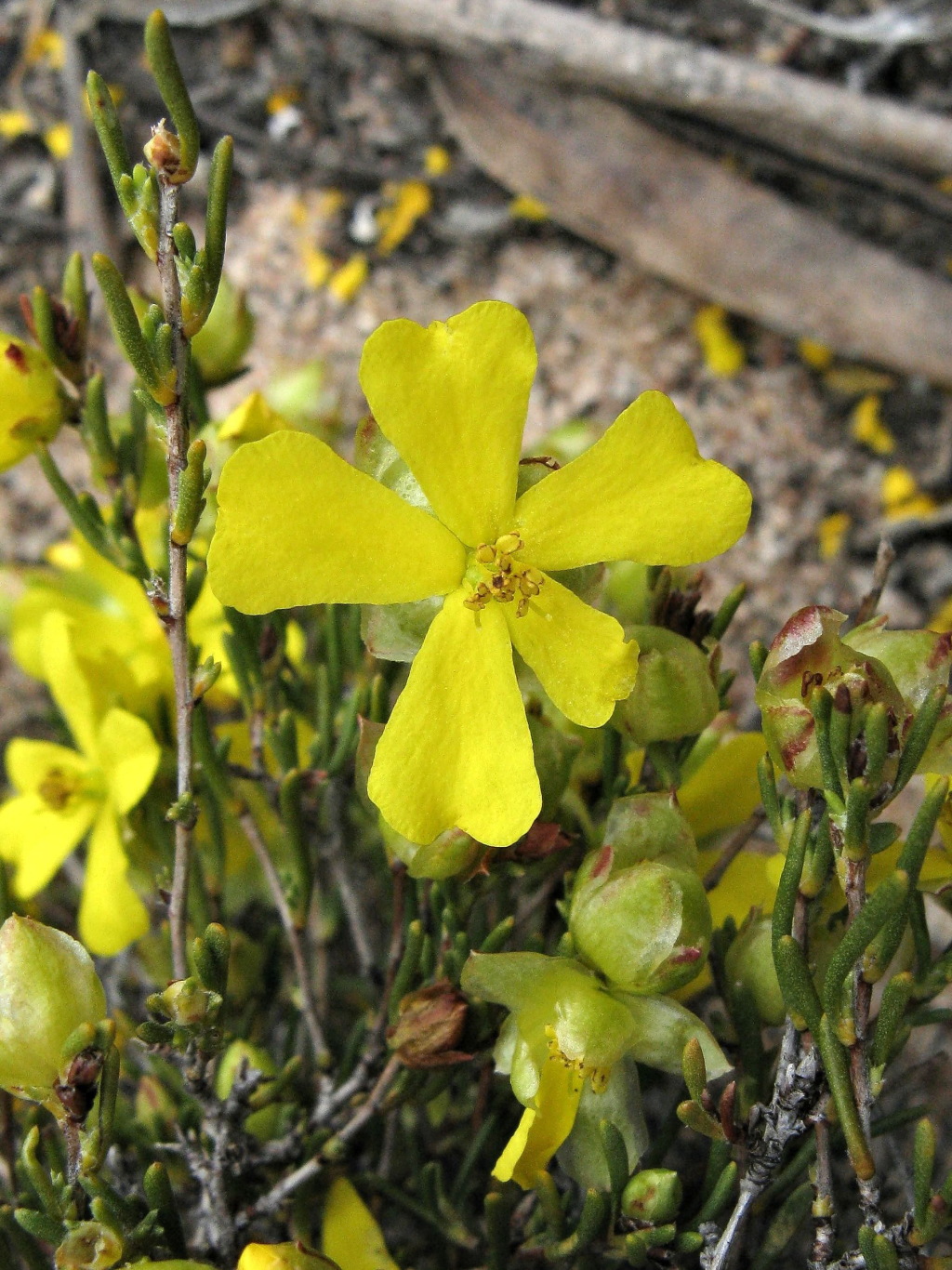 Hibbertia virgata (hero image)