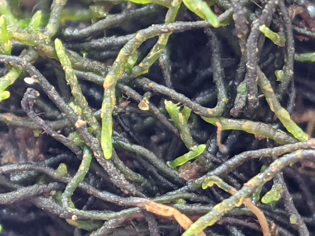 Cephalomitrion aterrimum (hero image)