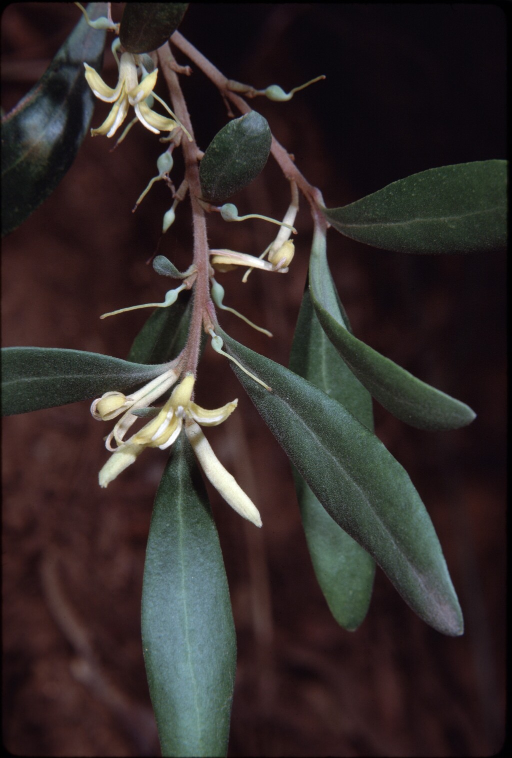 Persoonia (hero image)