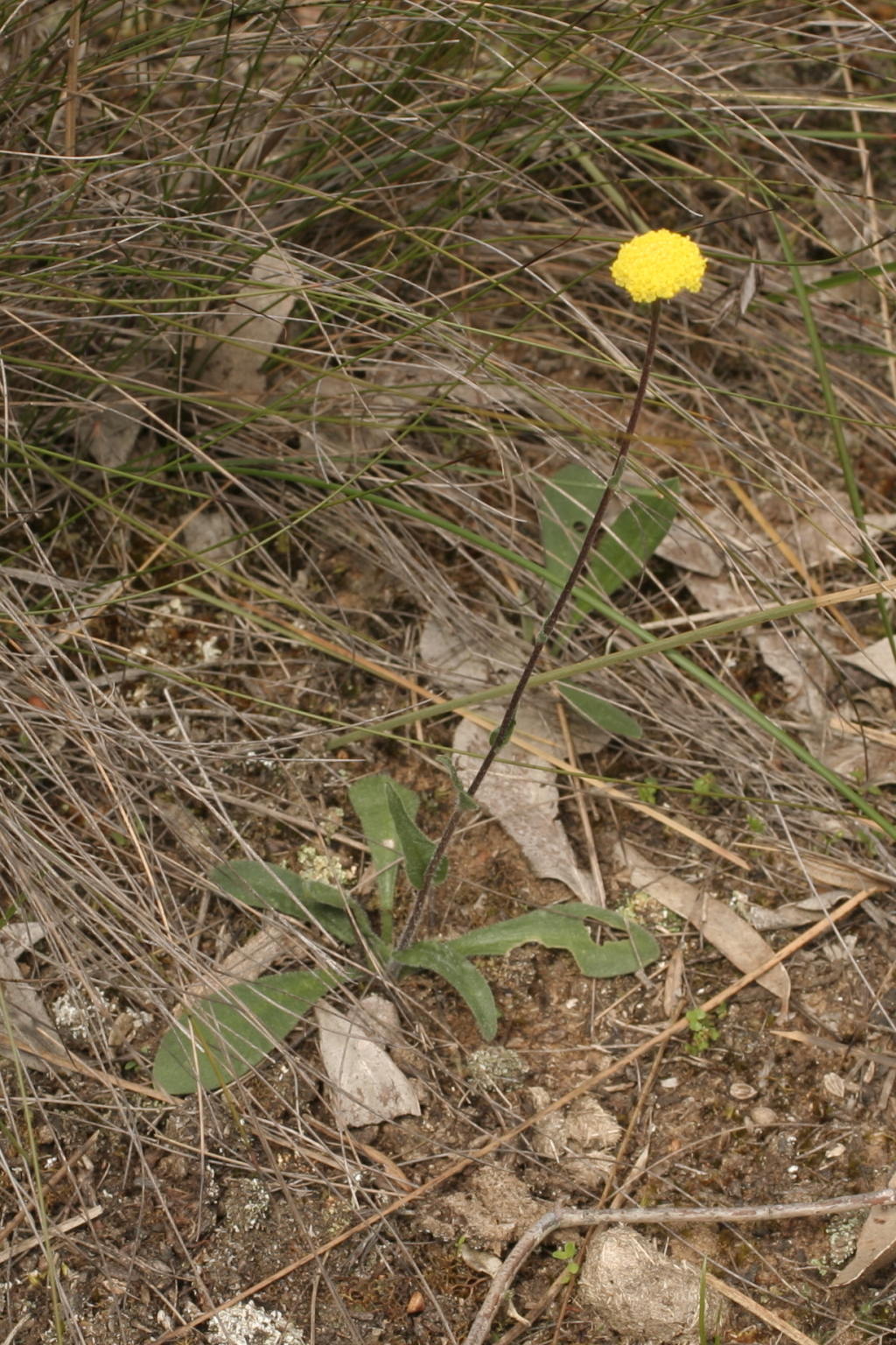 Craspedia variabilis (hero image)