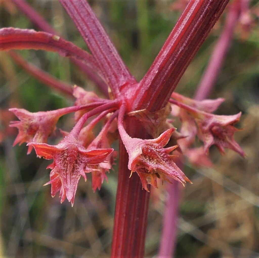 Rumex dumosus (hero image)