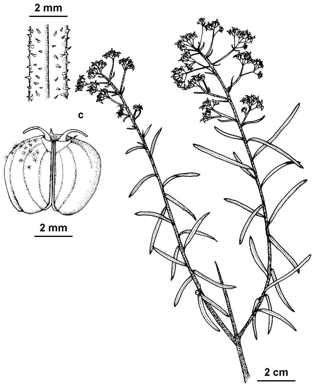 Astrotricha sp. 1 subsp. 1 (hero image)