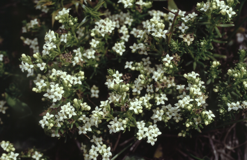 Asperula minima (hero image)