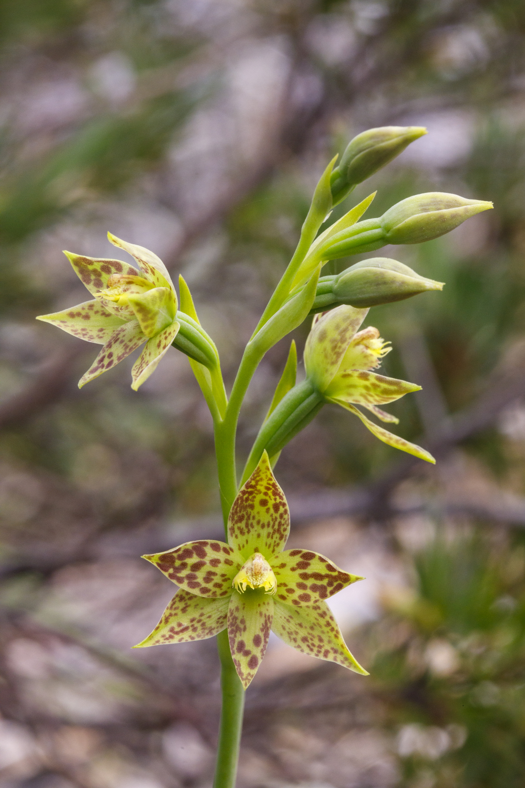 Thelymitra benthamiana (hero image)