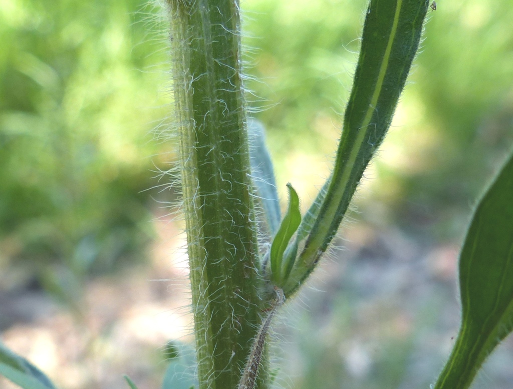 Erigeron sumatrensis (hero image)