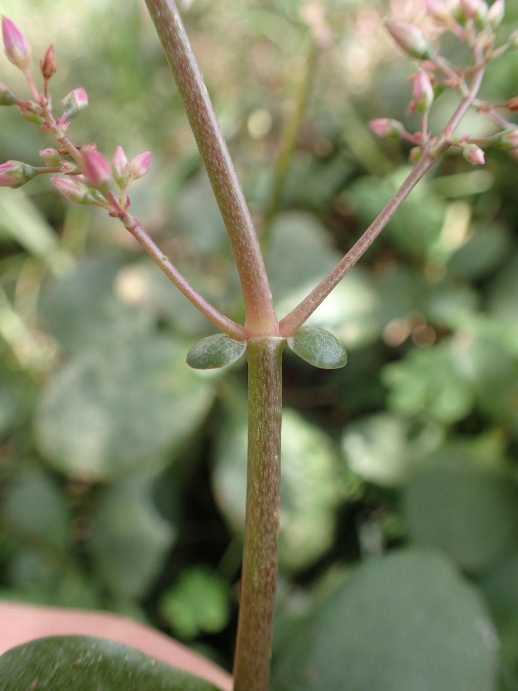 Crassula multicava subsp. multicava (hero image)