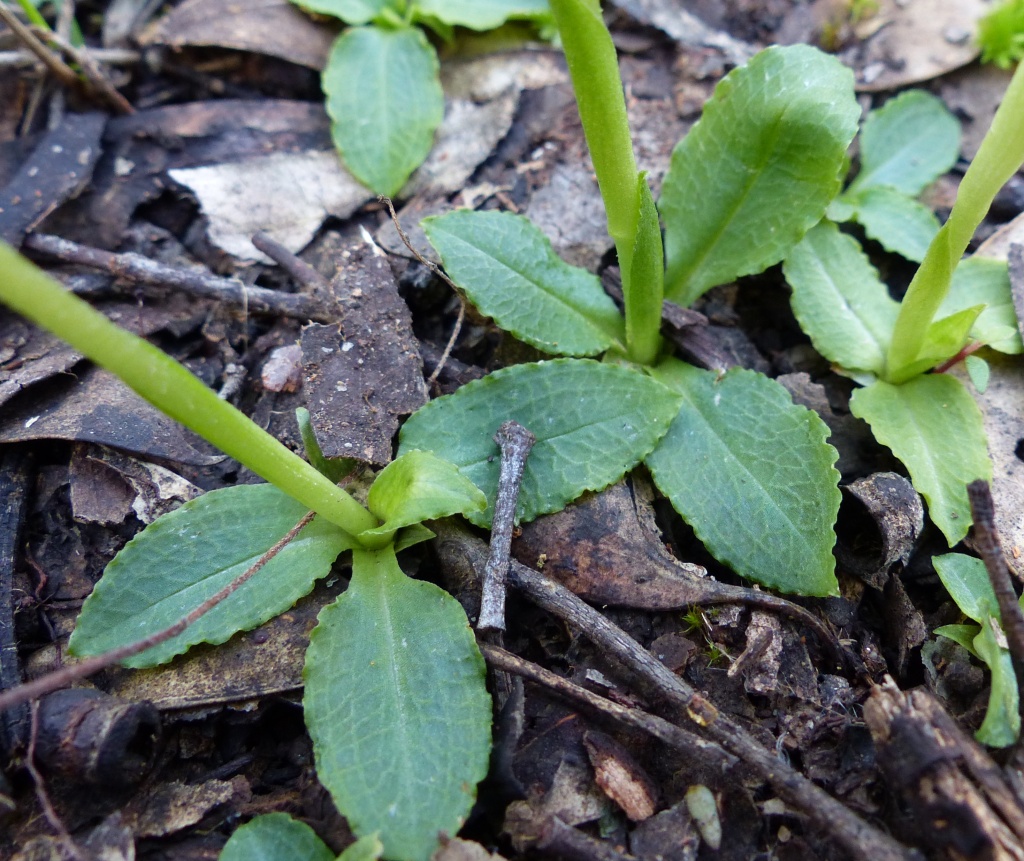 Pterostylis nutans (hero image)