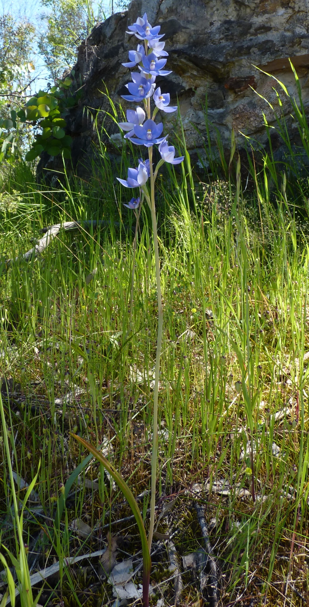 Thelymitra megcalyptra (hero image)