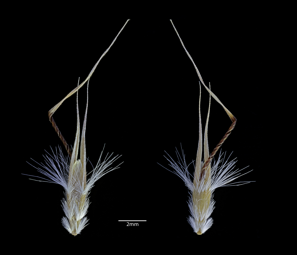 Rytidosperma aff. caespitosum (South-west swamps) (hero image)