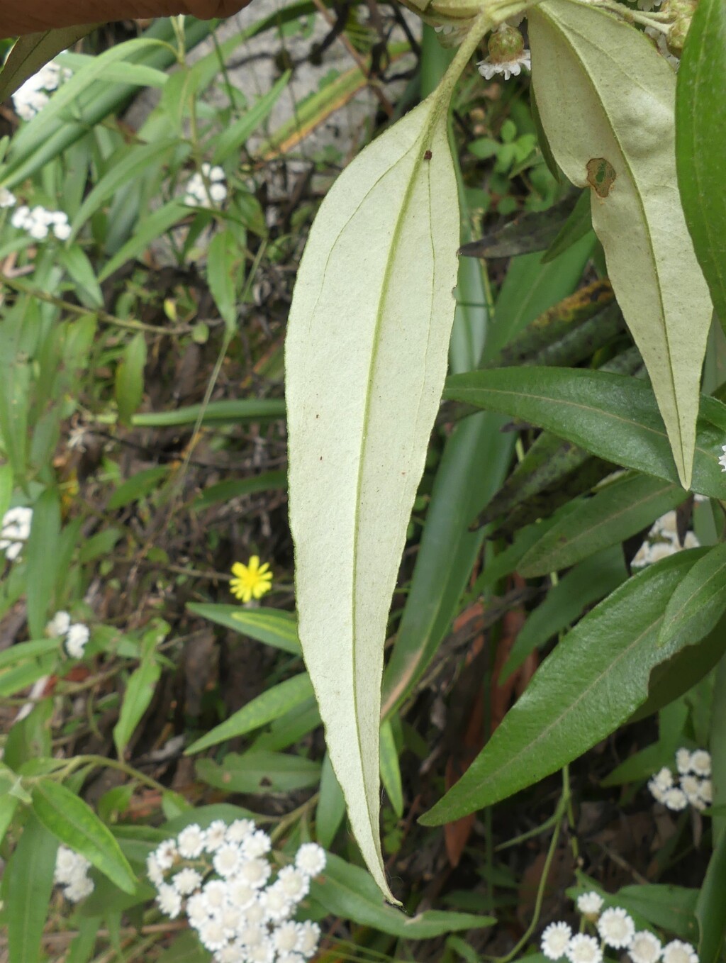 Ozothamnus stirlingii (hero image)