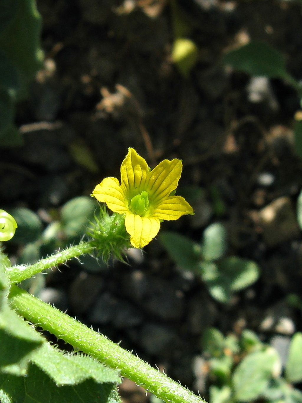 Cucurbitaceae (hero image)