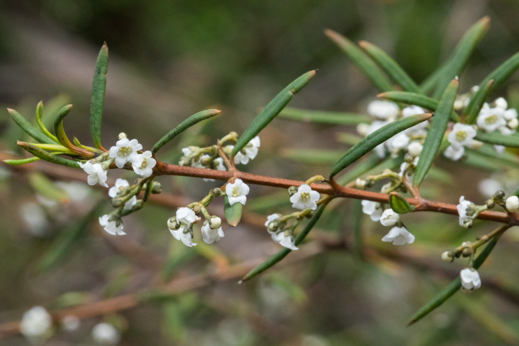 Logania albiflora (hero image)