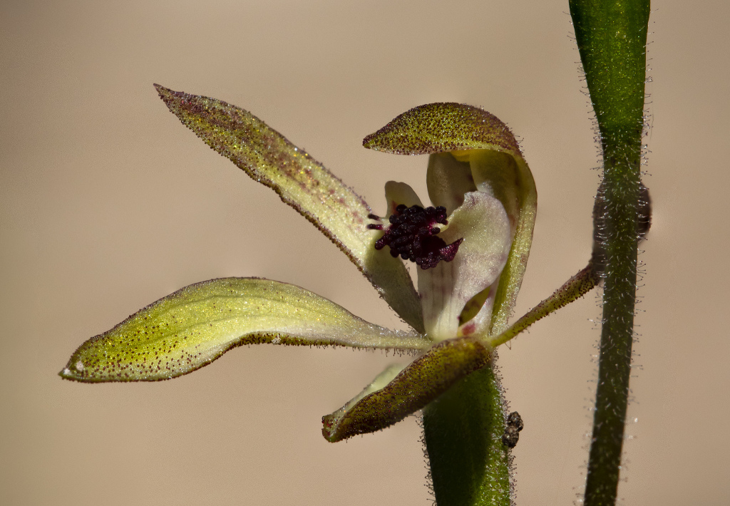 Caladenia transitoria (hero image)