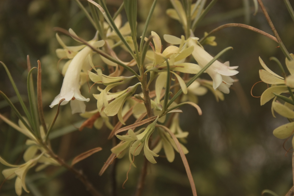 Eremophila oppositifolia (hero image)