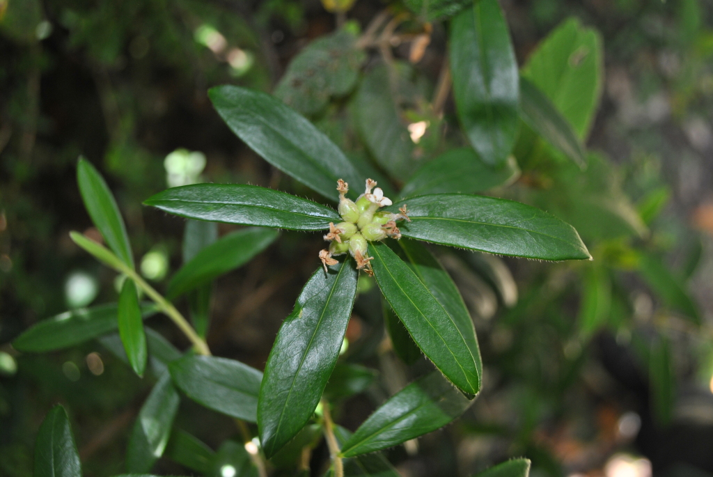 Pimelea drupacea (hero image)