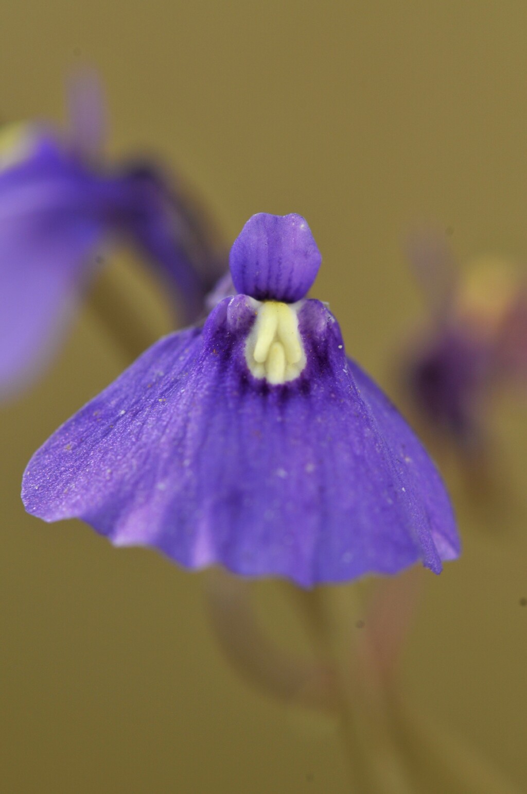 Utricularia dichotoma (hero image)