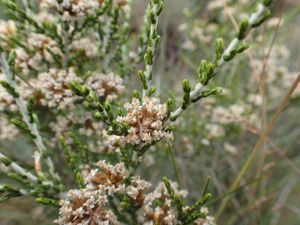 Ozothamnus cupressoides (hero image)